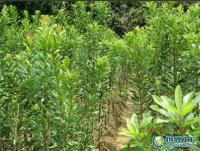 楊梅果苗楊梅果苗批發(fā)楊梅果苗價(jià)格楊梅果苗基地[供應(yīng)]_綠化苗木_世界工廠網(wǎng)中國產(chǎn)品信息庫