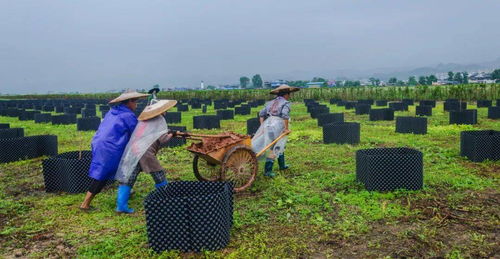 花卉苗木 小產業 做出 大文章