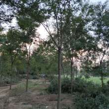 2019綠化苗木價格 報價 綠化苗木批發(fā) 第29頁 園林網(wǎng)