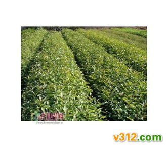 影響苗木產(chǎn)品利潤 財務(wù)費用