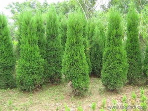 優(yōu)質(zhì)松柏首推沭陽可誠苗木,刺柏