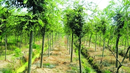 浙江:烏鎮苗木合作社 -全球花木網信息頻道