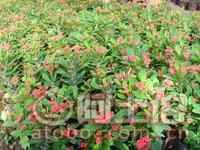 【泉州室內(nèi)綠化盆栽虎刺梅、質優(yōu)價廉】綠化苗木,價格,廠家,供應商,花木,龍海市東泗興輝園藝場 - 產(chǎn)品庫