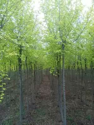 黑龍江大慶包頭沈陽長春通化四平佳木斯紫葉稠李山桃稠李*金葉榆_東北苗木花卉合作社_商國互聯(lián)網(wǎng)
