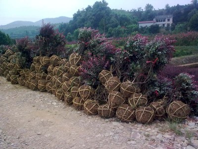 紅花繼木-紅花繼木產品圖片-紅花繼木價格信息|湖南省益陽市永隆苗木基地供應商|湖南花木網提供