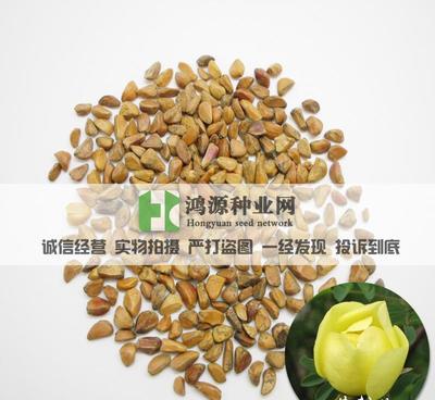 【花卉種子 黃刺玫 黃刺玫種子 黃薔薇種子】價格_廠家_圖片 -