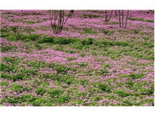 郴州市蘇仙區宏達草皮苗木基地公司簡介郴州市蘇仙區宏達草皮苗木基地