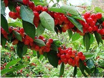 煙臺大櫻桃苗|煙臺大櫻桃苗批發(fā)|煙臺大櫻桃苗哪家好|廠家供應圖片|煙臺大櫻桃苗|煙臺大櫻桃苗批發(fā)|煙臺大櫻桃苗哪家好|廠家供應產(chǎn)品圖片由煙臺果真天然大櫻桃苗木合作社公司生產(chǎn)提供-