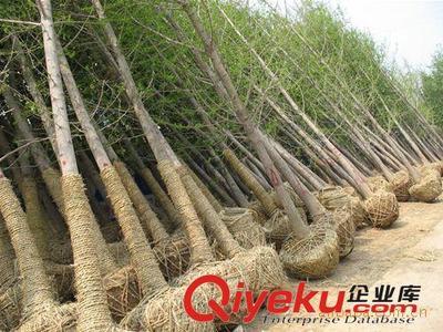 邳州市飛越銀杏苗木購銷部：專業(yè)供應銀杏樹與嫁接銀杏樹，打造優(yōu)美庭蔭景觀