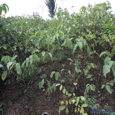 溫185核桃苗 鄭優(yōu)新品種，泰安旺運苗木中心專業(yè)供應