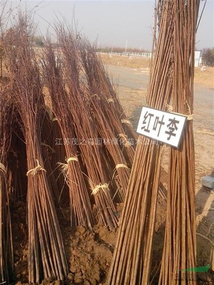 江蘇茂之森園林綠化苗木基地 匠心培育綠色未來(lái)