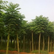 欒樹(shù)市場(chǎng)價(jià)格與黃山欒特性解析——聚焦8-15公分規(guī)格及南京浦口天昱生態(tài)苗木場(chǎng)供應(yīng)