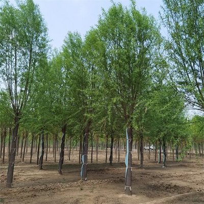 28公分旱柳與饅頭柳苗木市場(chǎng)價(jià)格分析與選購(gòu)指南