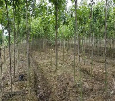 生態(tài)苗 苗木行業(yè)的下一個(gè)風(fēng)口，你準(zhǔn)備好了嗎？