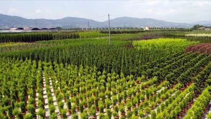 鐵漢觀點(diǎn) | 新常態(tài)下園林苗木需求特征解讀